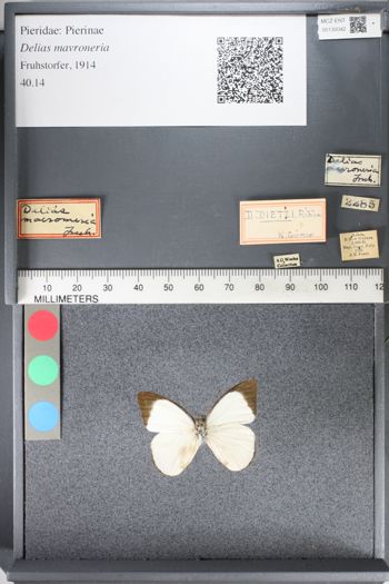 Media type: image;   Entomology 130042